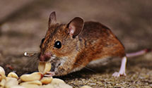 24 Hour & Emergency Exterminators in Las Animas, CO